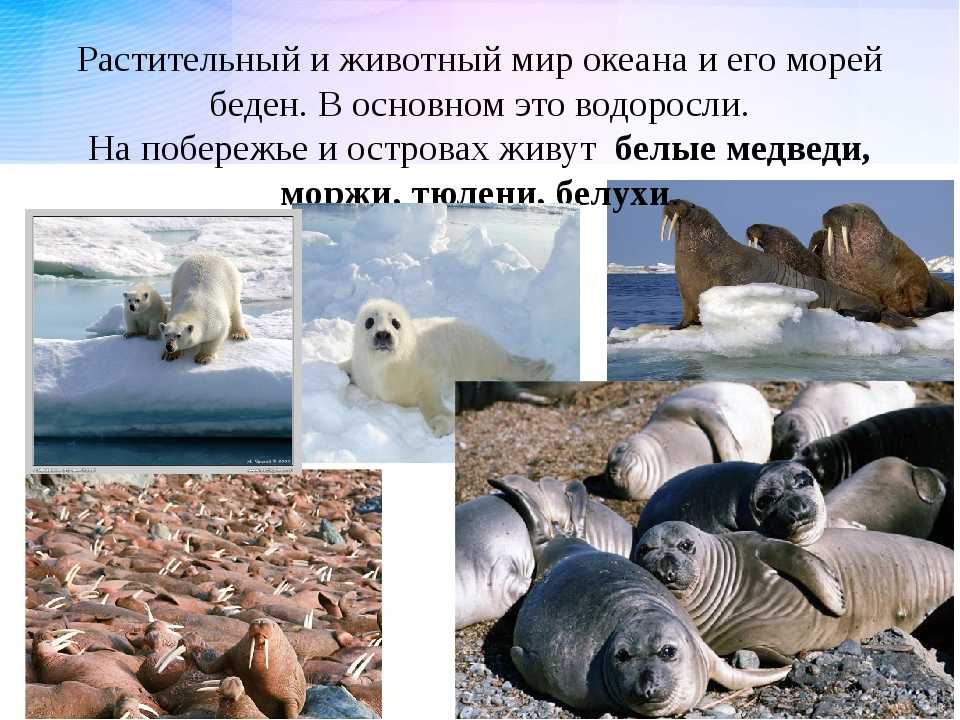 Ледовитые обитатели океана. Северный Ледовитый океан животные мир. Обитатели Чукотского моря. Обитатели северных морей.