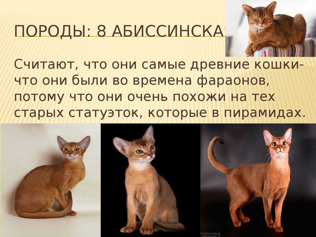 Абиссинская кошка: фото окрасов, описание, характер, правила ухода и содержания, стоимость | for-pet