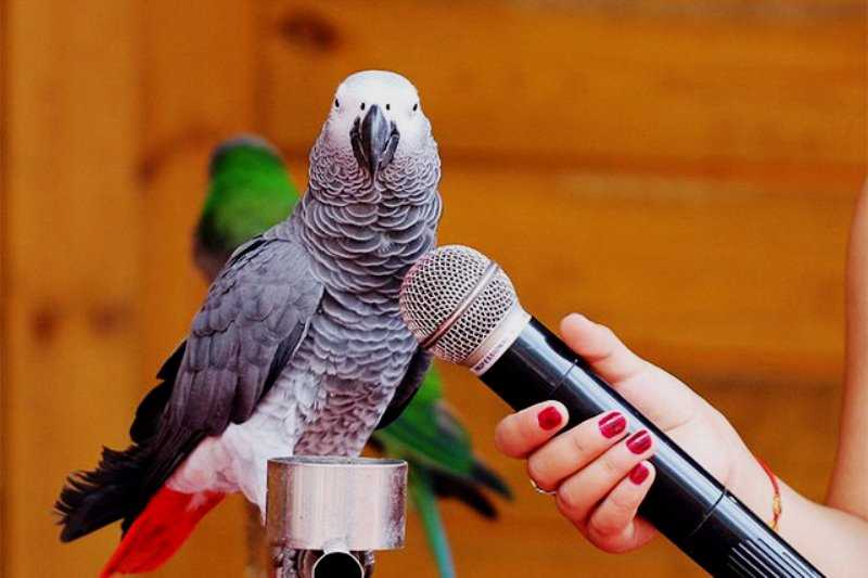 Как научить попугая 🦜 разговаривать: методики | pet7