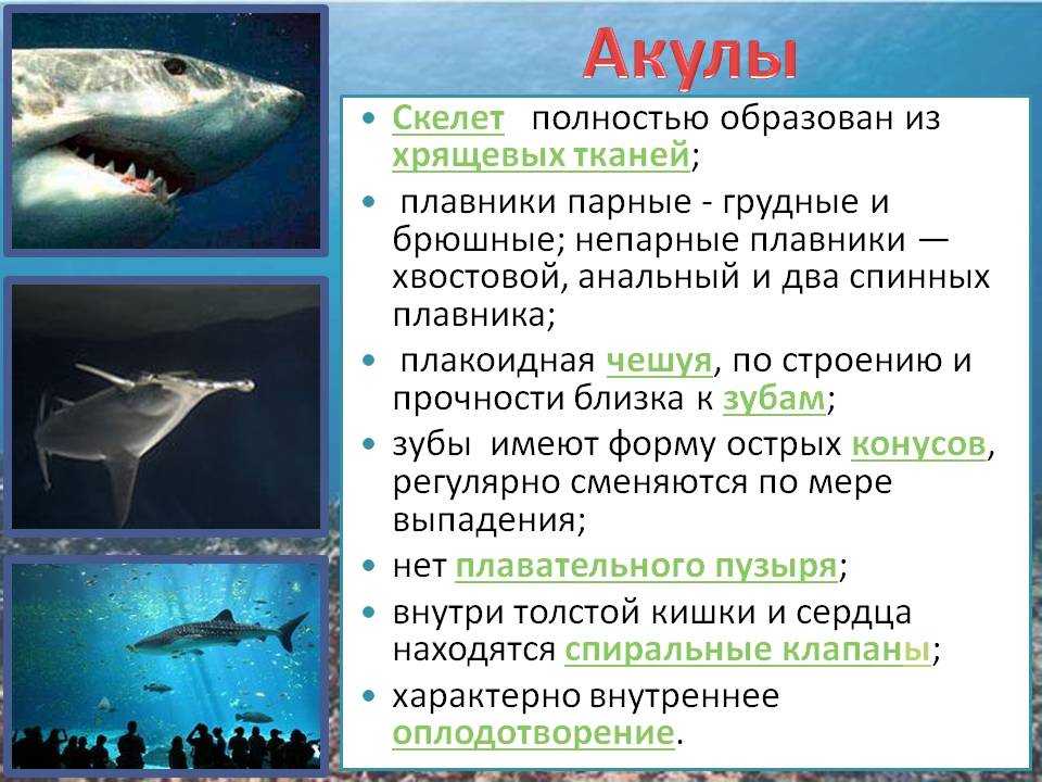 Акула - описание рыбы, виды и названия, скелет, сколько живут, как размножаются