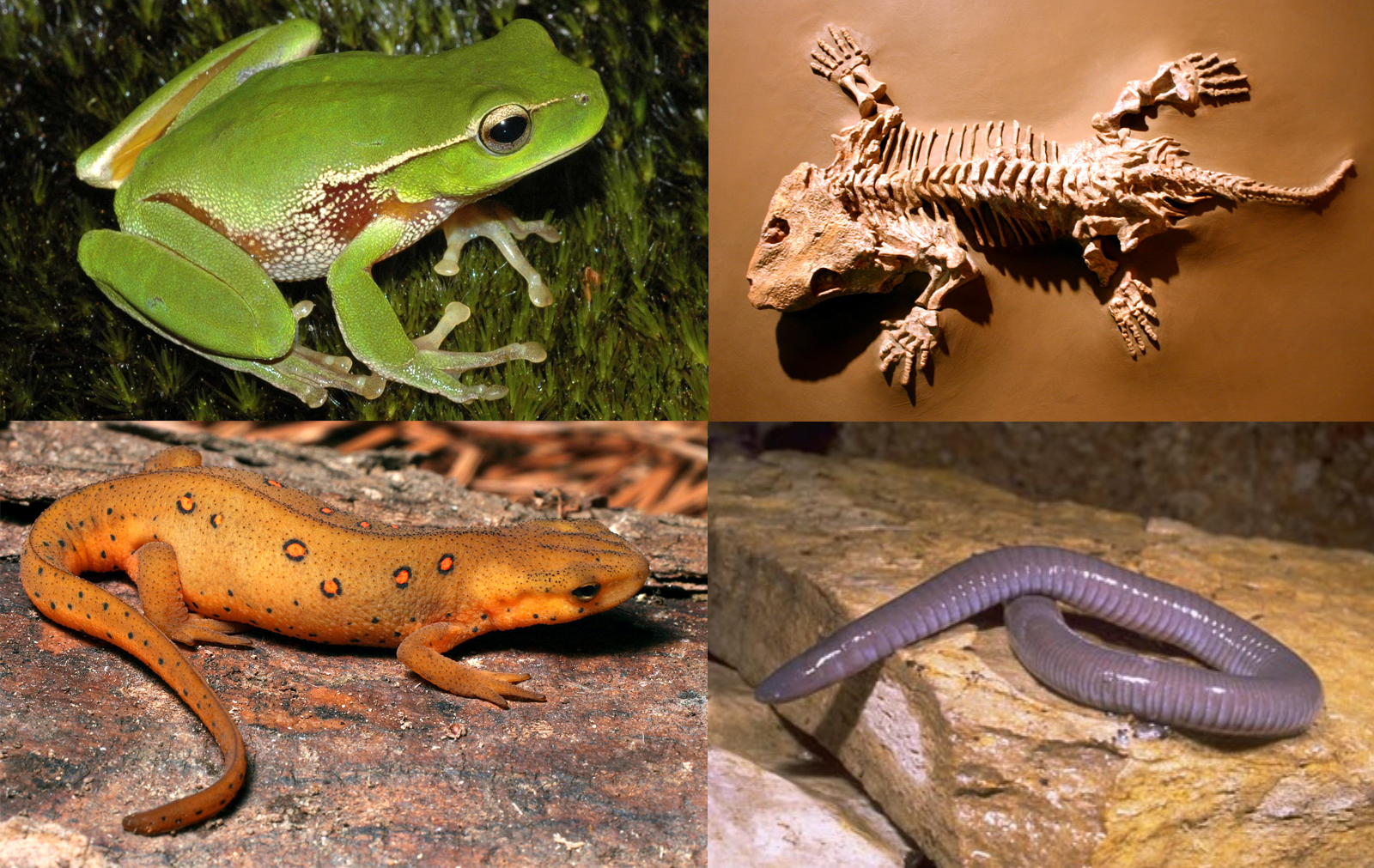 Хвостатые земноводные: классификация, особенности строения. обыкновенный тритон. безлегочные саламандры
