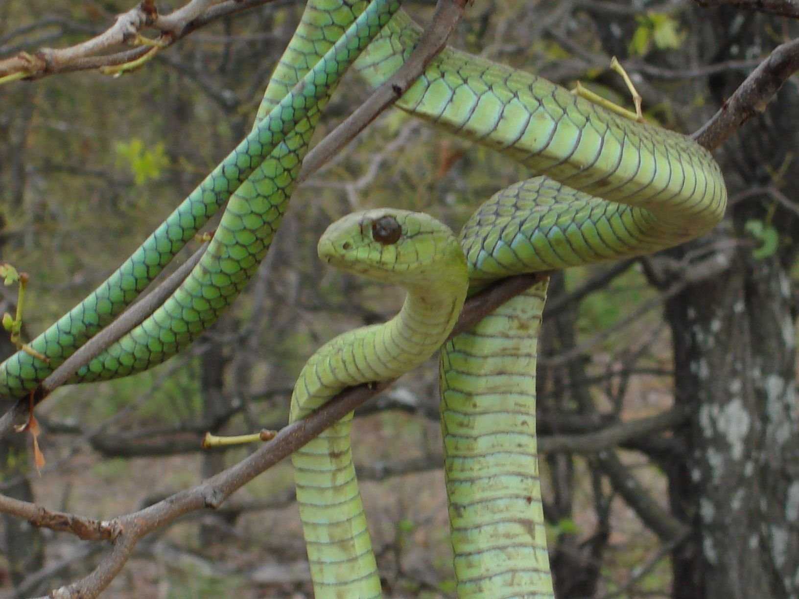 10 самых ядовитых змей в африке