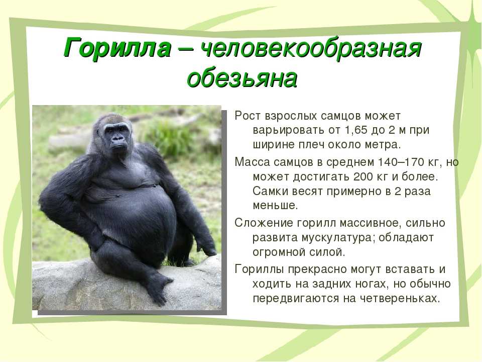 Любопытные факты о гориллах :: инфониак