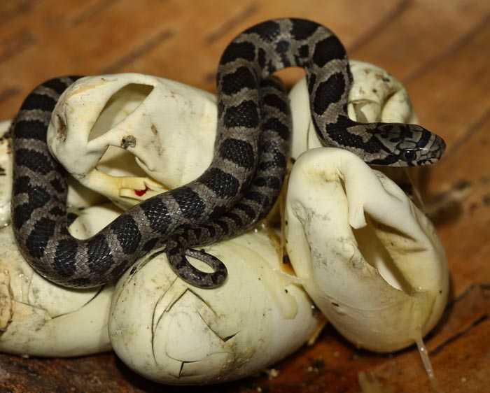 Живородящие и яйцекладущие змеи: образ жизни, содержание в домашних условиях и как могут размножаться фото