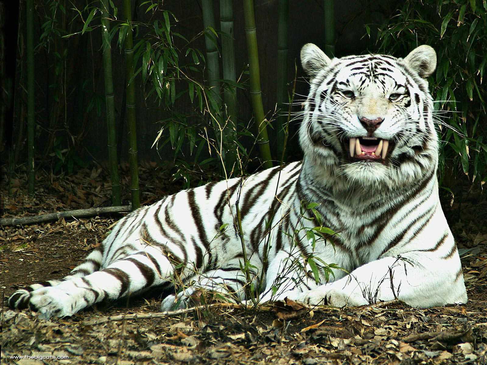 Существует ли тигр-альбинос и история тигра кенни