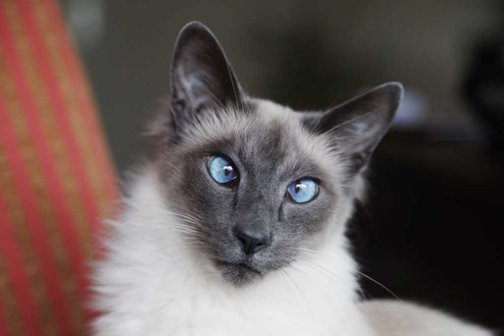 Балинезийская кошка представляет собой породу домашних кошек, которая произошла от сиамских кошек Балинез - это семейная кошка, которая обожает внимание