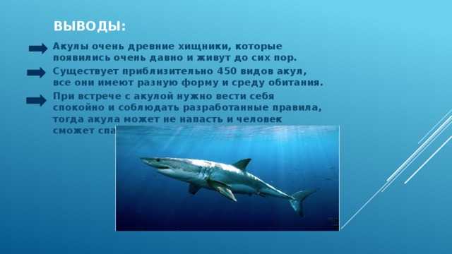 Акула - описание, виды и особенности строения рыбы