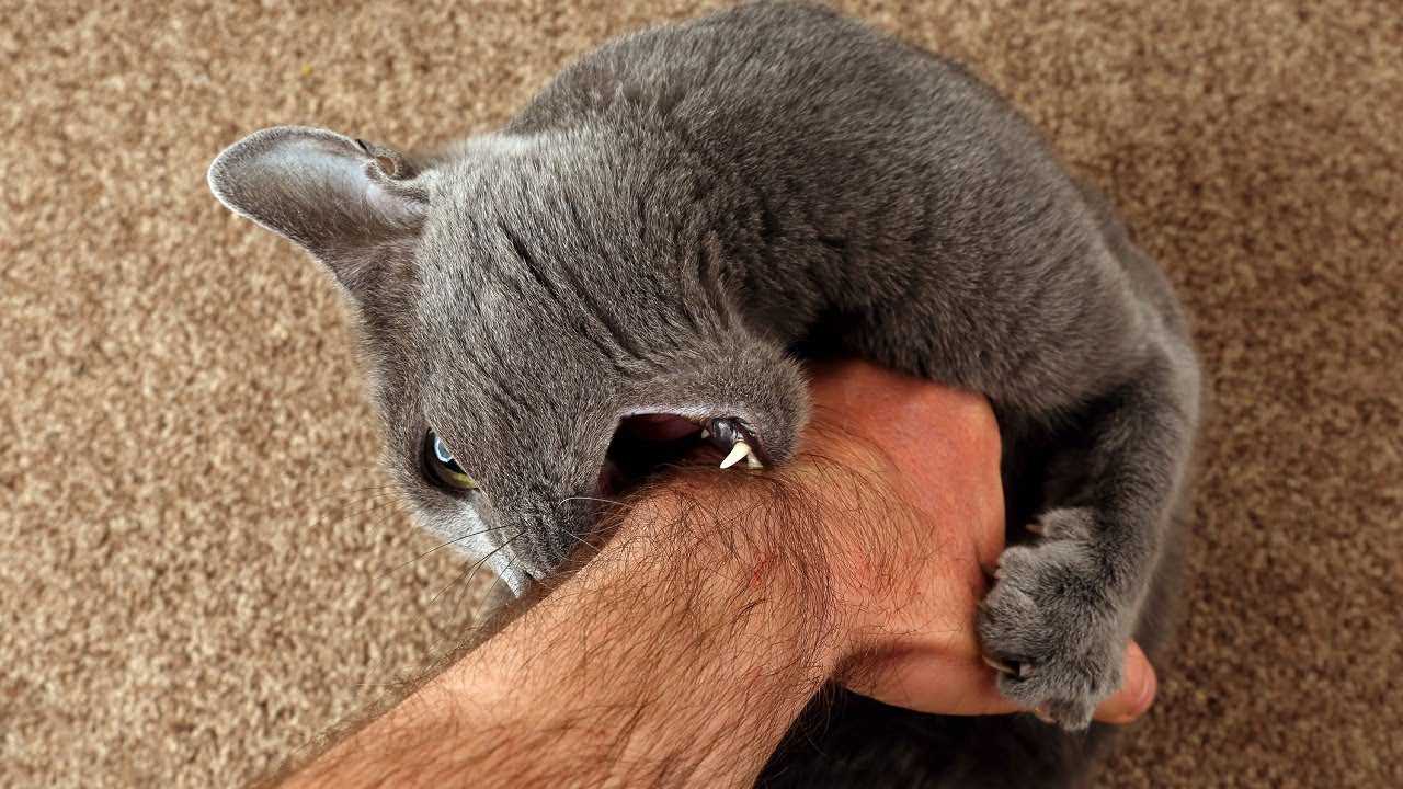 Как сделать так, чтобы кошка перестала кусаться и царапаться