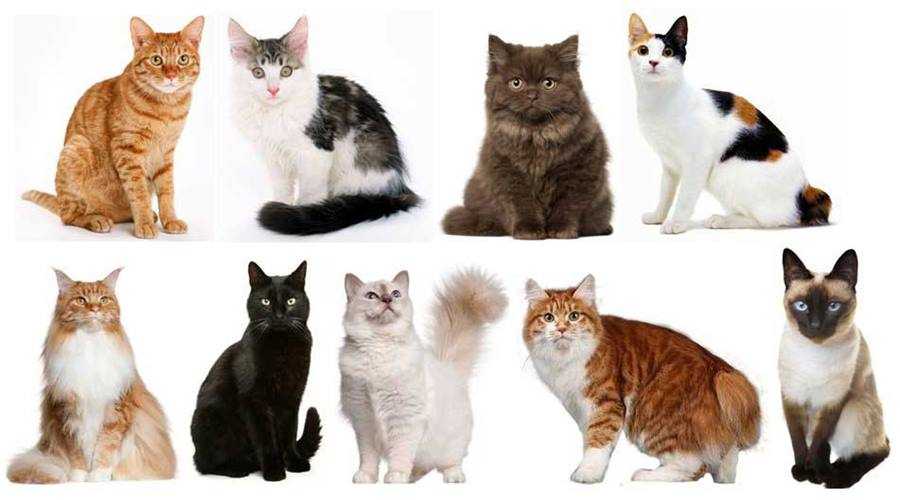 Рыжие коты: все породы и варианты окраса