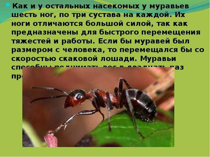 Основные типы конечностей насекомых