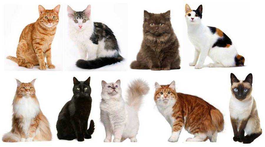 Онлайн определение породы кошек по фото Читайте о критериях как узнать породу кота по окрасу или длине шерсти, наличии дефектов ушей, лап