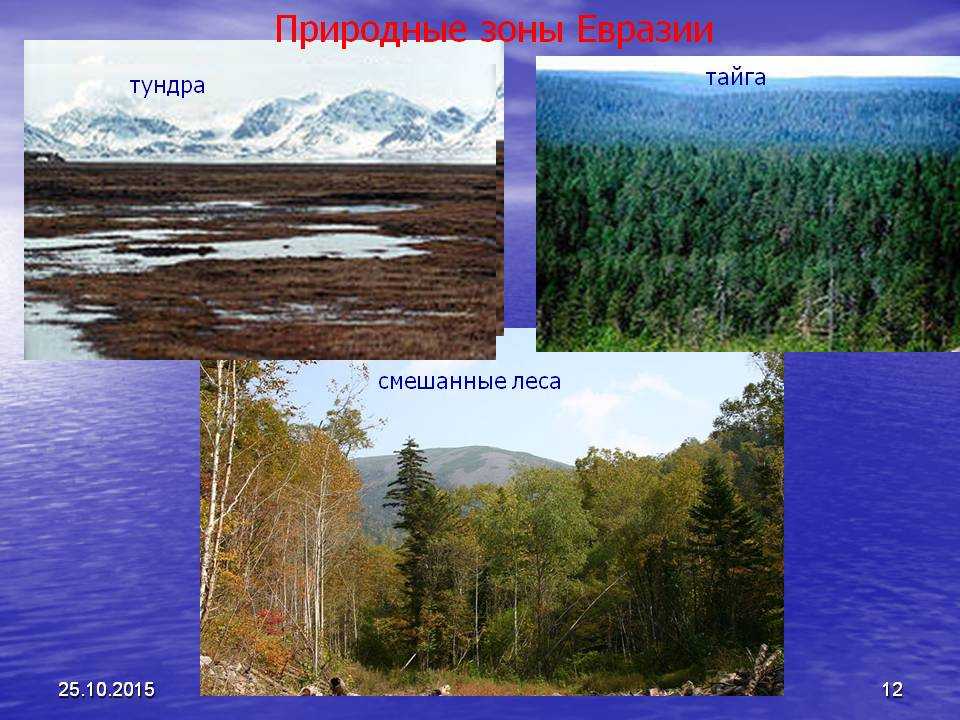 Природно климатические зоны евразии. Тайга и тундра. Тундра и Тайга различия.