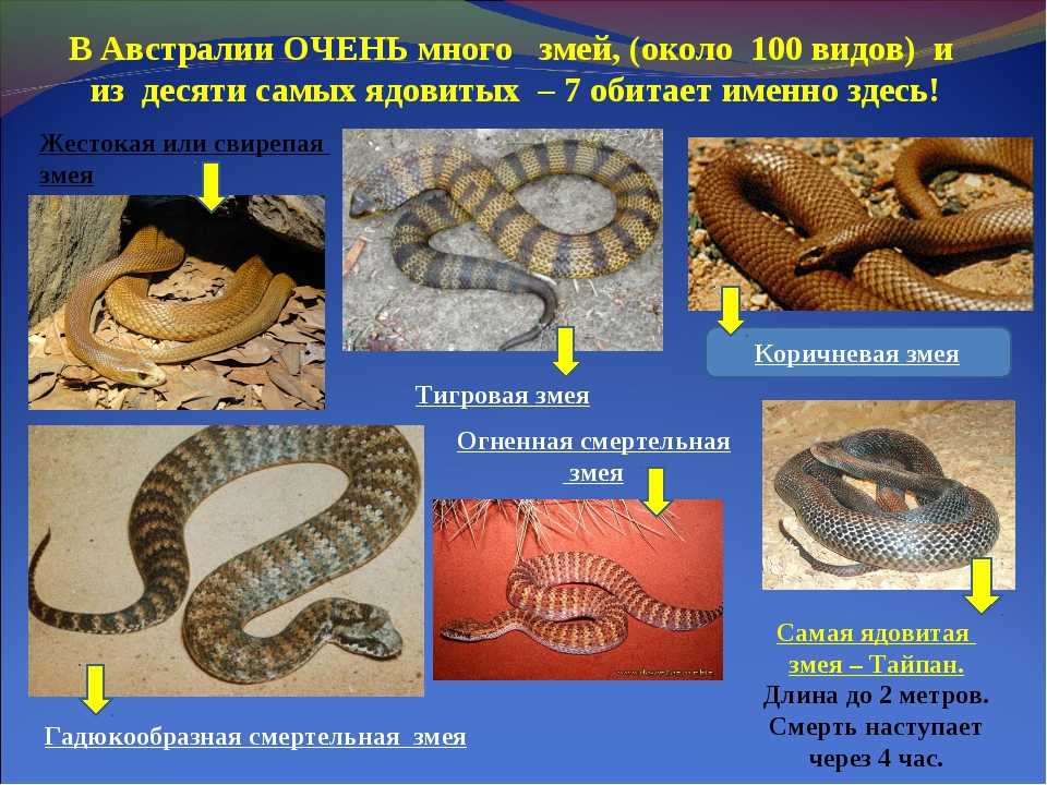 Самые красивые змеи в мире: описание, фото, картинки