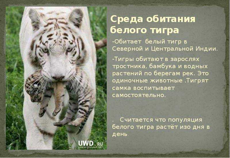 Амурский тигр устин перешел российско-китайскую границу на острове большой уссурийский