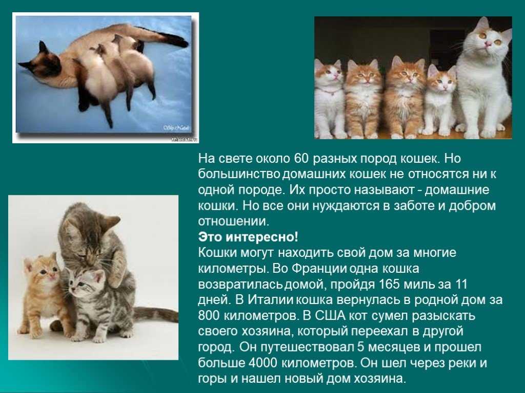 Самые опасные кошки в мире: описание пород, фото