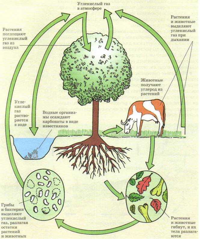 Круговорот углерода – значение в природе: схема цикла газа в биосфере, как человек воздействует на цикличность | tvercult.ru