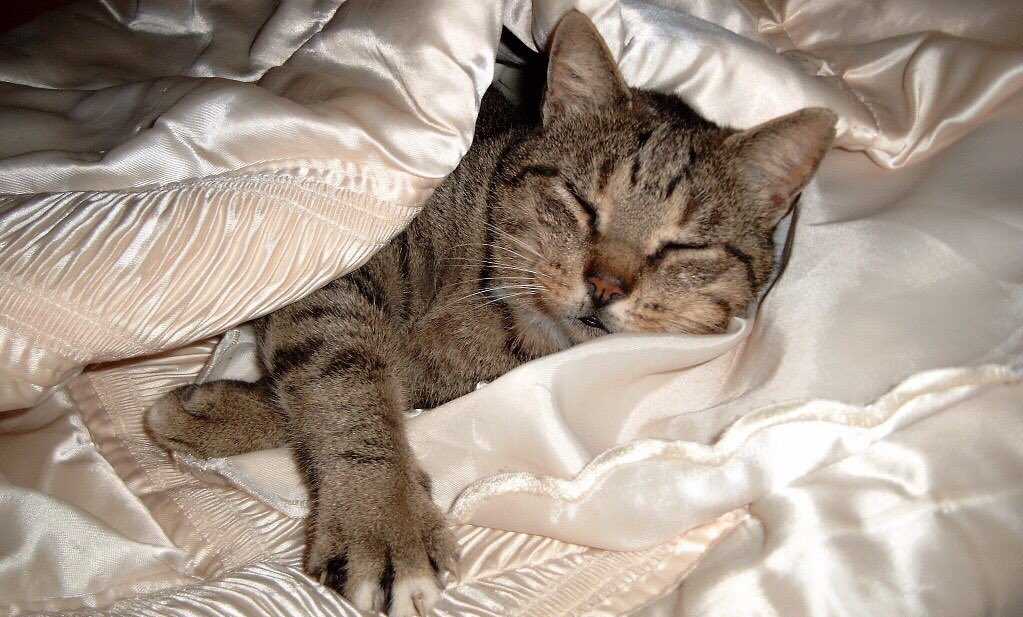 Сколько спят кошки. продолжительность сна у кошек