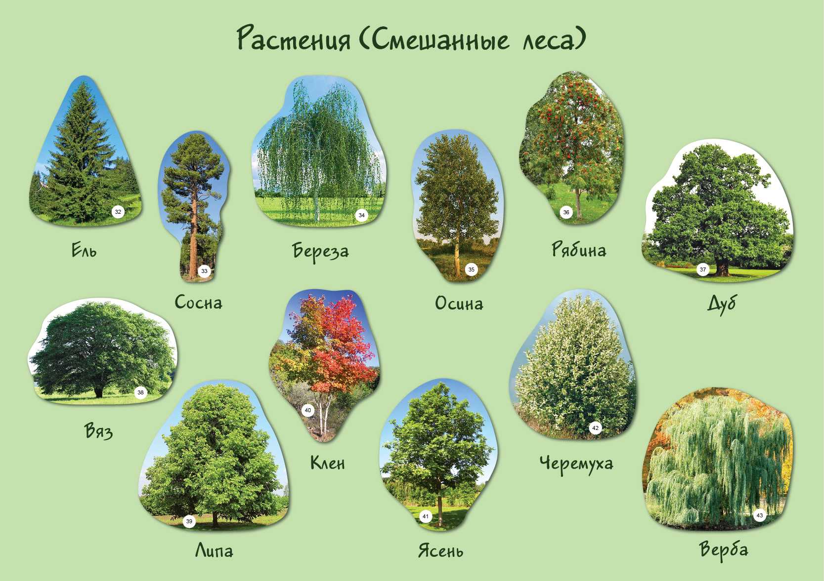 Лиственные леса россии и мира – виды, зона и климат