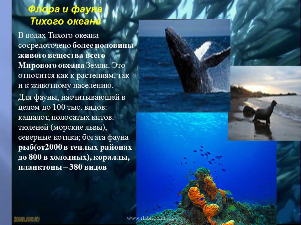 Самое большое по площади море в мире: изучаем среднюю и наибольшую глубину и площадь морей | tvercult.ru