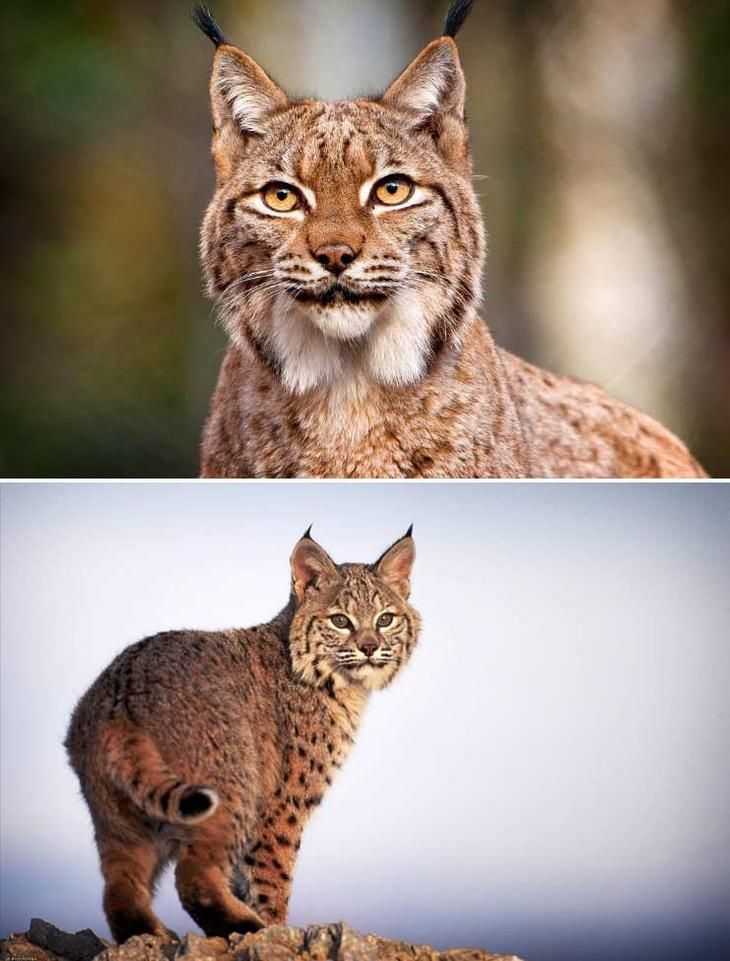 Кошки, похожие на рысь: 47 фото, дикие, гибриды, домашние
