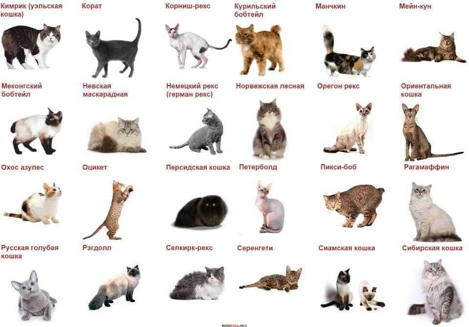 Прикольные и оригинальные имена для котов и кошек