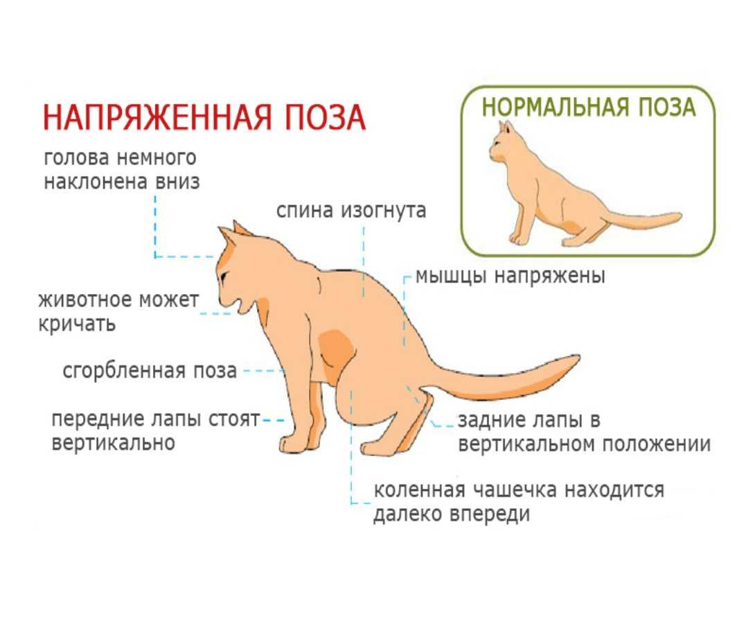 Лечение кашля и насморка у кота