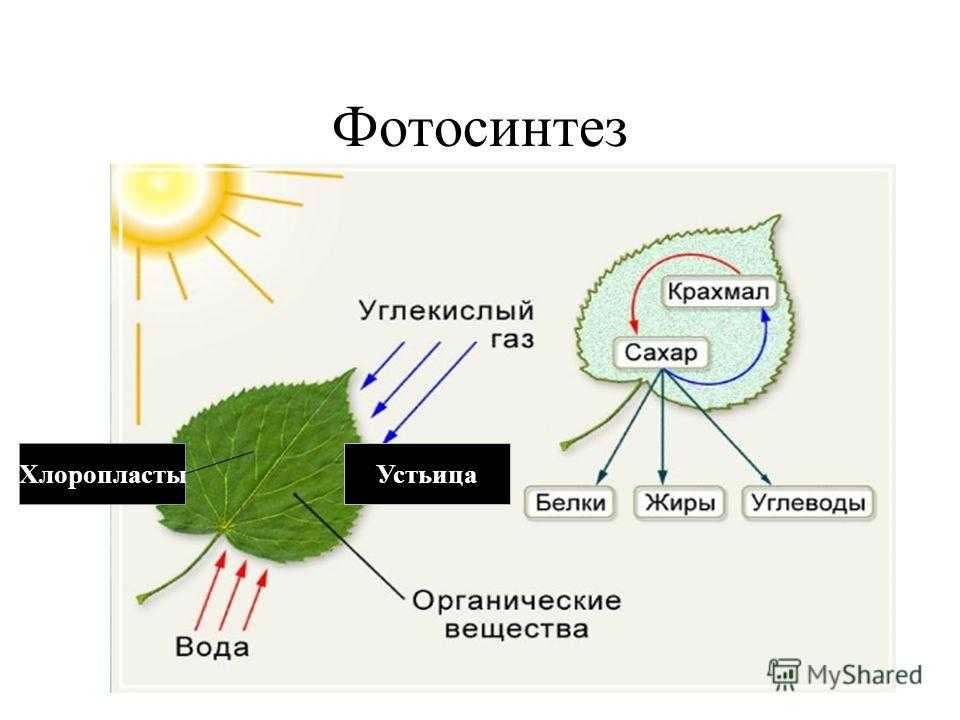 Фотосинтез в биологии - определение, сущность процесса кратко и понятно