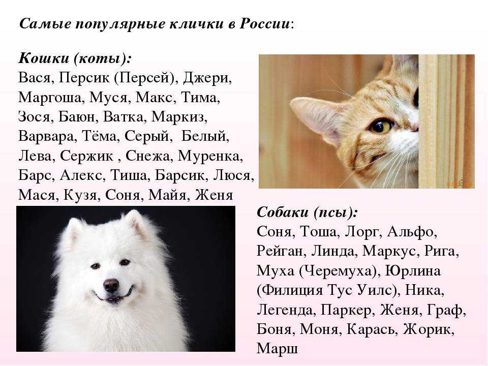 Клички кошек и котов. Красивые имена для котов. Имя для кошечки. Имена клички для котов. Имена для кошек и котов.