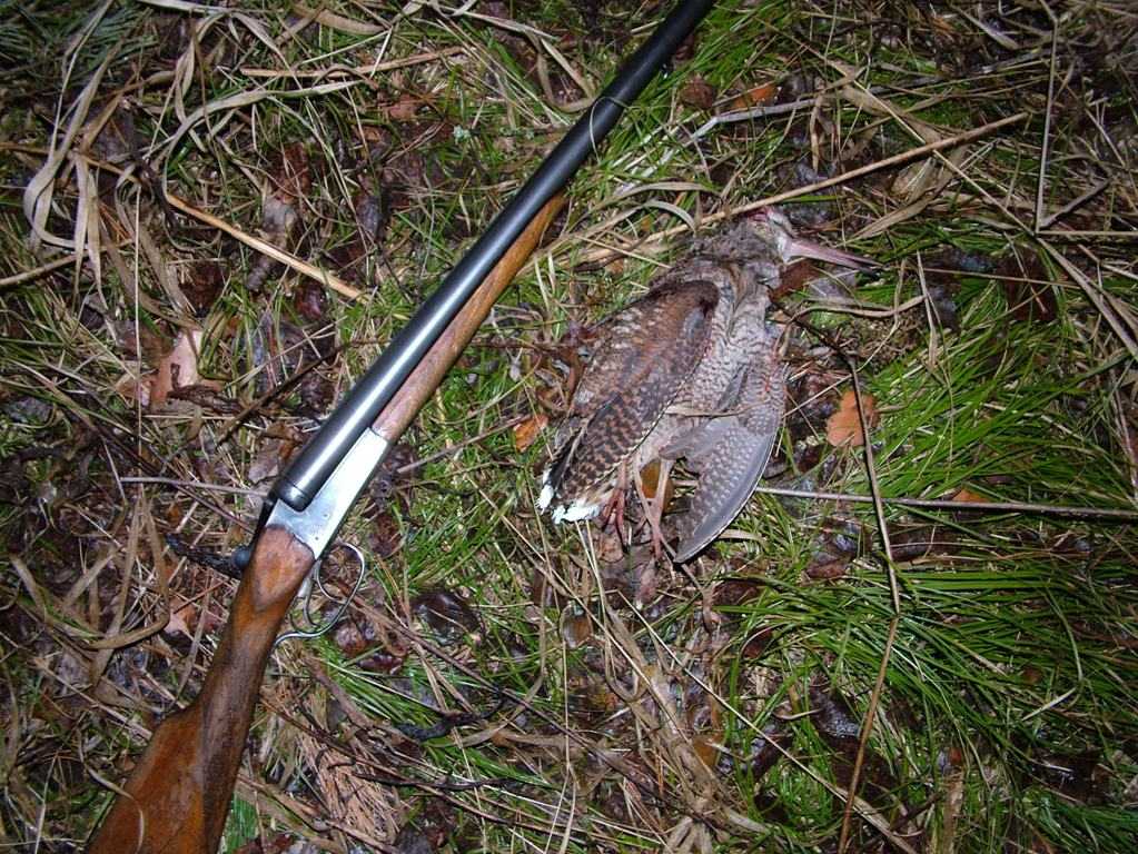 Крымский охотник - охотничий блог - вальдшнеп обыкновенный или лесной кулик