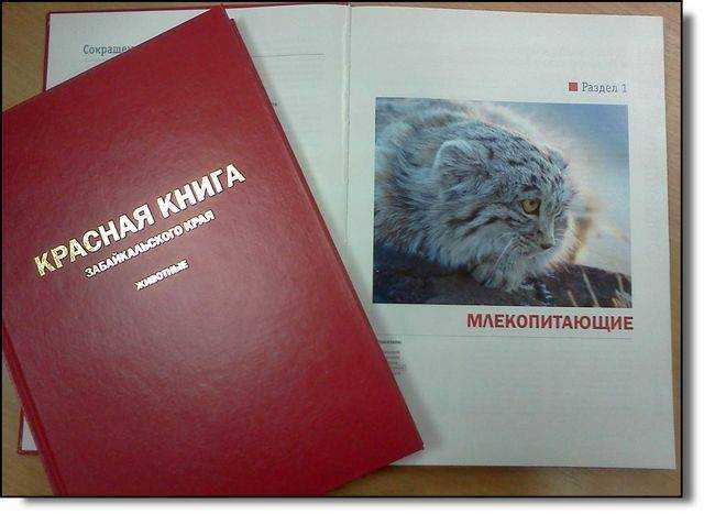 Животные и растения красной книги россии: топ-20 + 100 фото