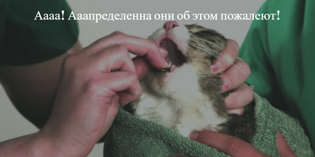 Как кошке или коту дать таблетку: эффективные и безопасные способы, таблеткодаватель, полезные фото и видео