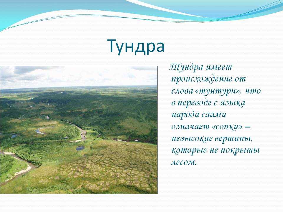 Природные зоны тундра и лесотундра россии: растения и животные
