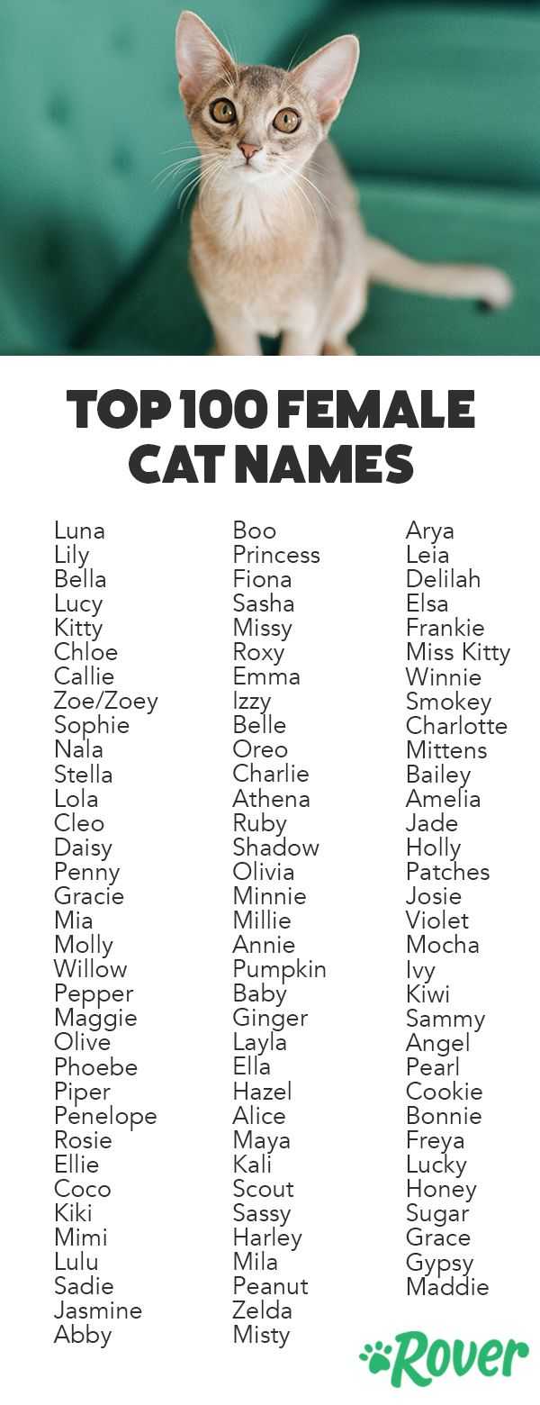 Клички для кошек девочек: прикольные, красивые, смешные, легкие
клички для кошек девочек: прикольные, красивые, смешные, легкие