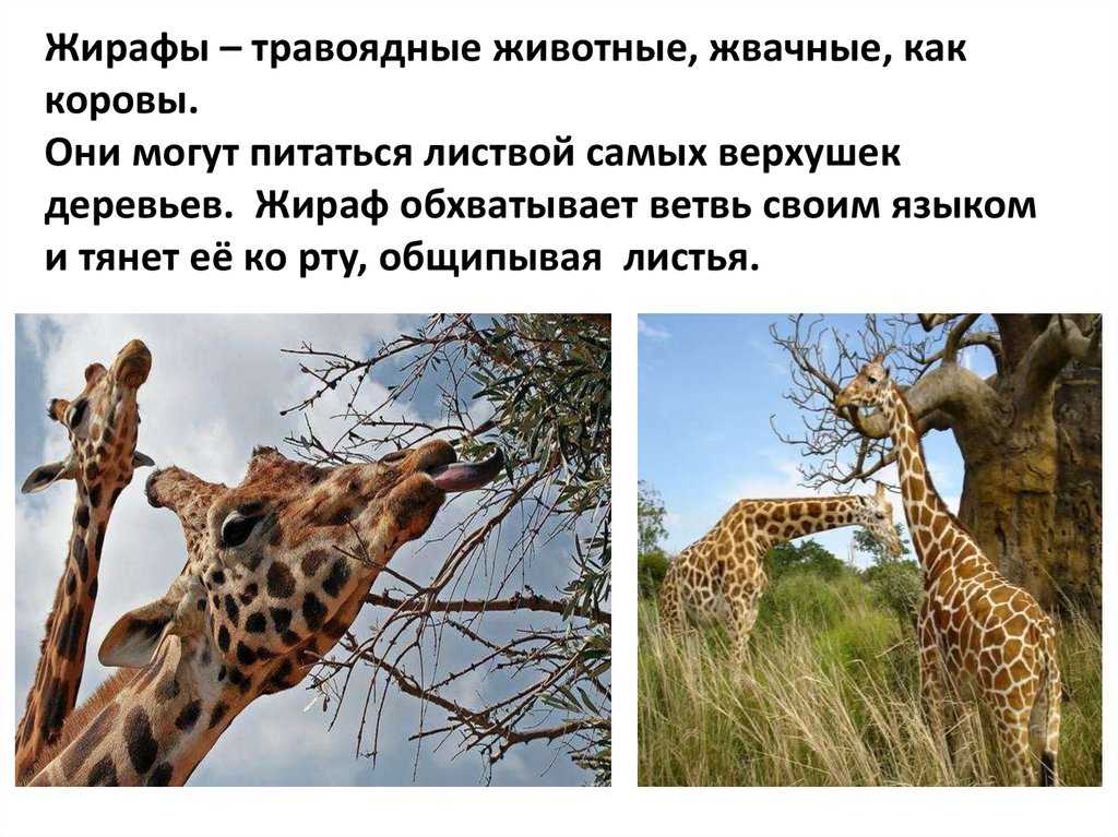 Животное жираф – самое высокое животное. описание и фото жирафа