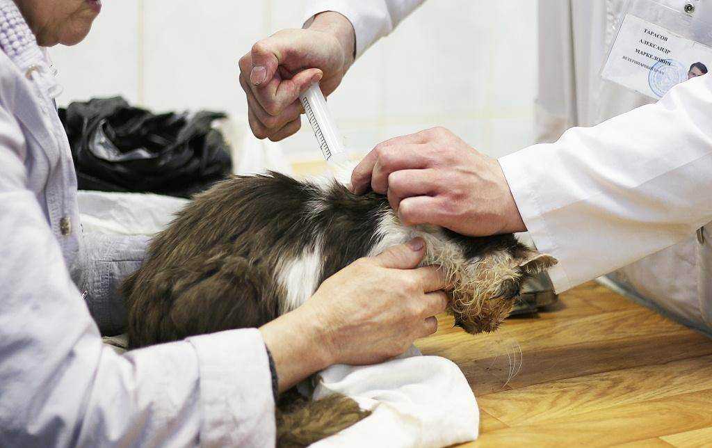 Вызов ветеринара на дом круглосуточно, усыпление собак и кошек.