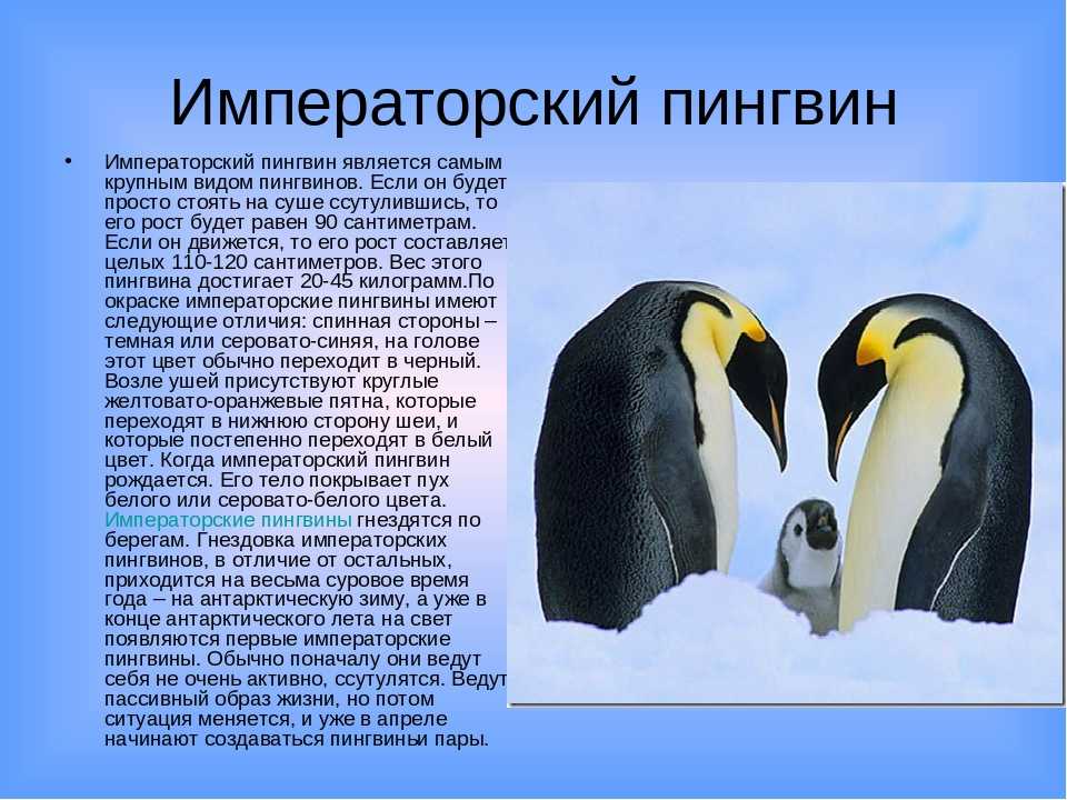 Интересные факты о пингвинах. где живут, что едят и как спят пингвины? |