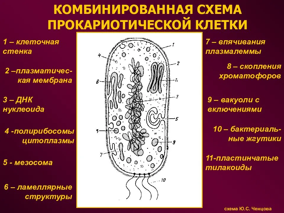 Прокариотические и эукариотические клетки: строение, отличия - krasgmu.net