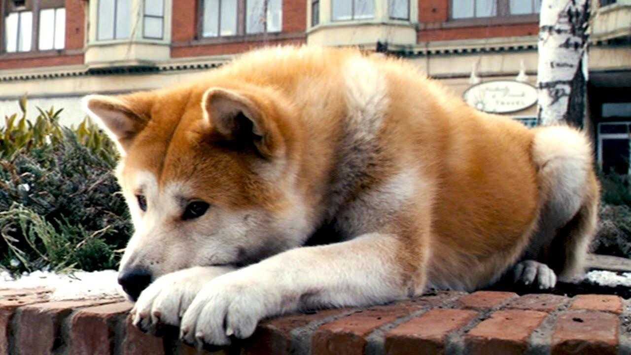Хатико - порода собаки акита-ину (фото): отличный компаньон и своенравный друг