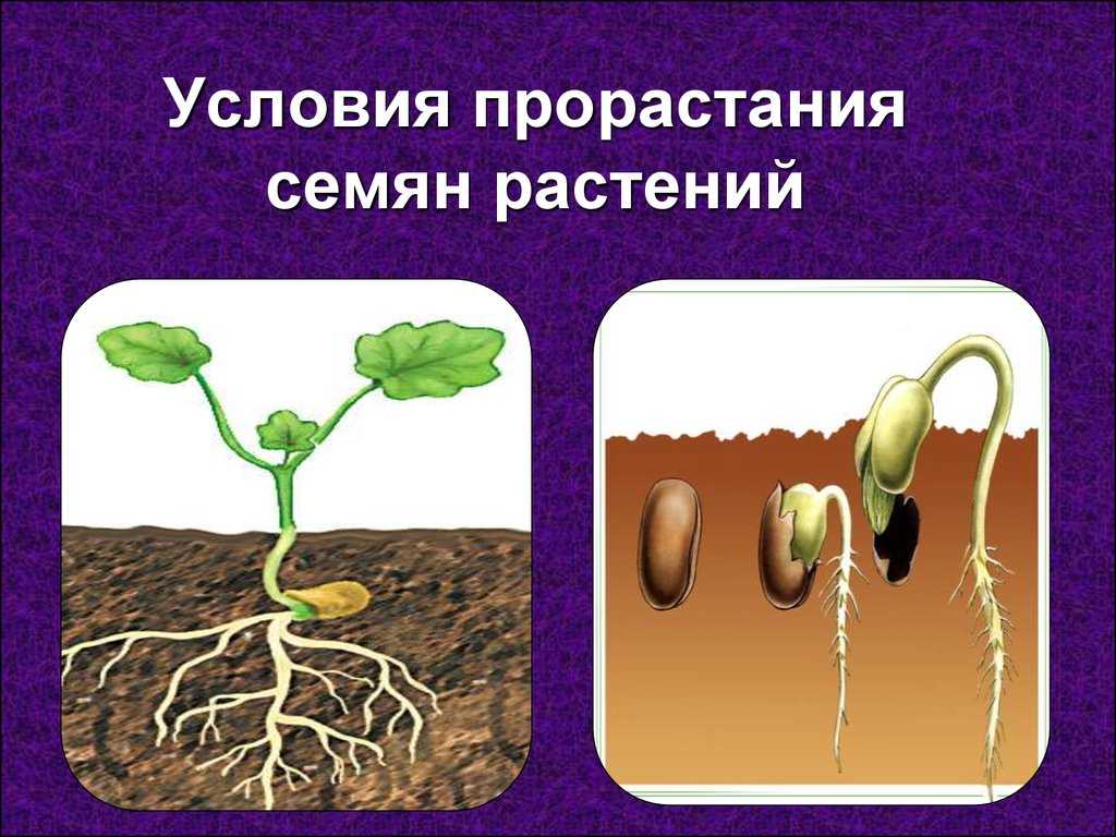 Как происходит распространение семян?