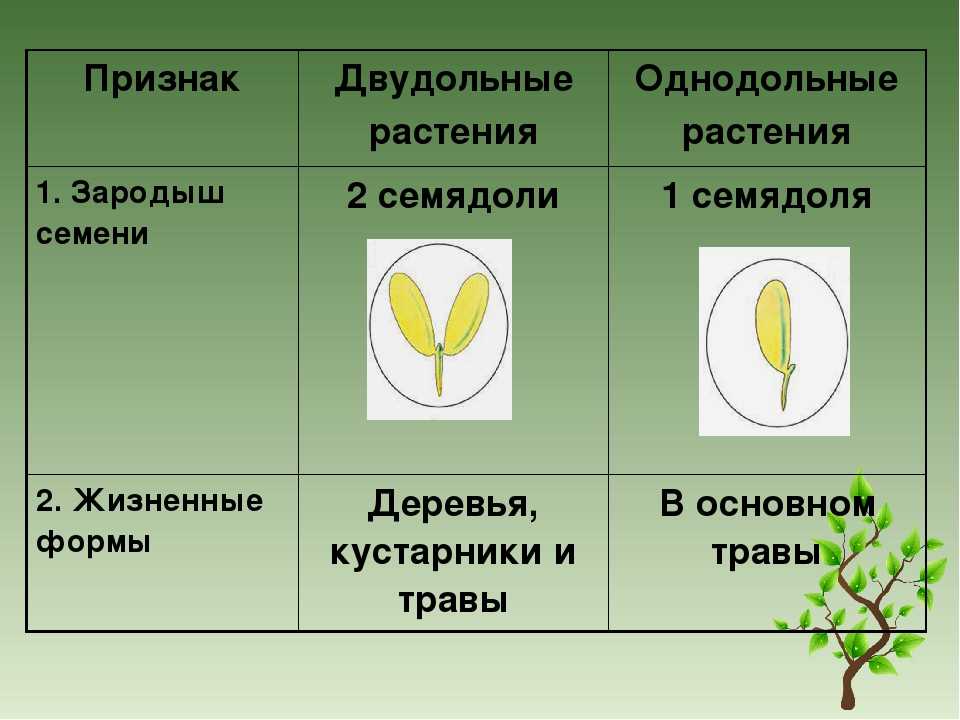 Специфика строения семени и основные различия однодольных и двудольных растений