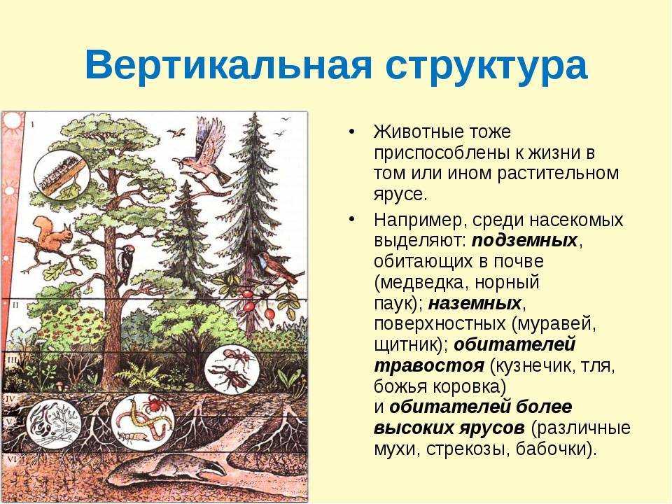 Экосистема леса – характеристика, структура и типы