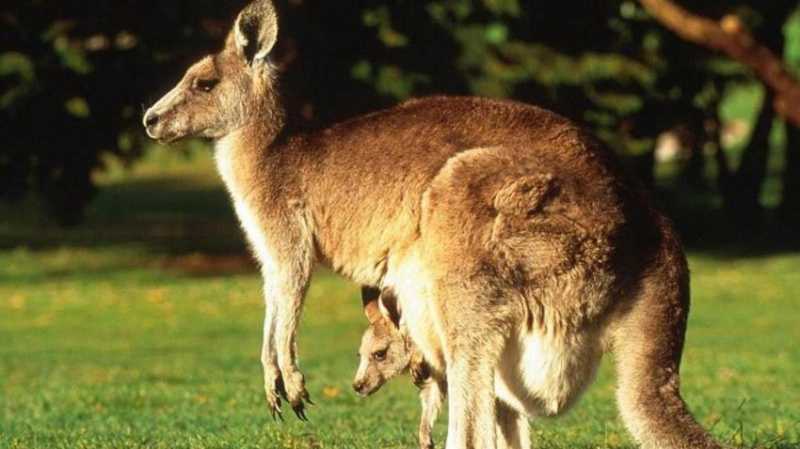 Животные - символы австралии