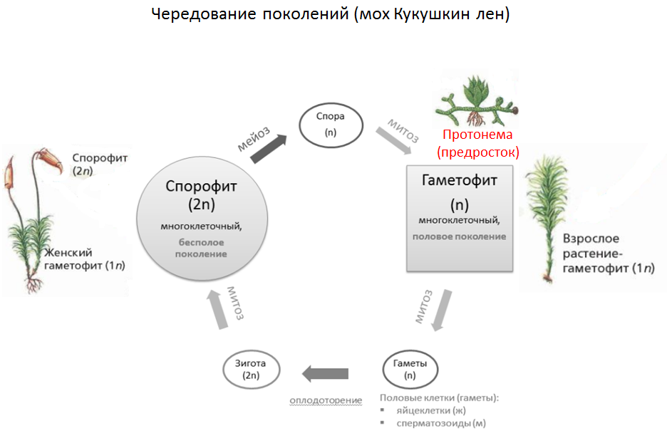 Жизненный цикл голосеменных растений - классификация, особенности и этапы развития