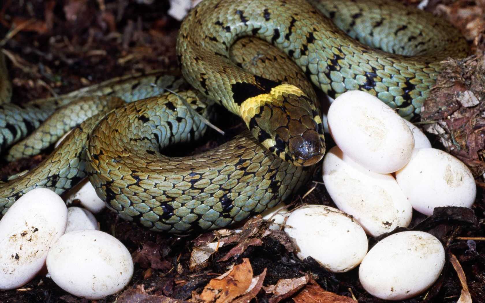 Как рожают змеи свое потомство? :: syl.ru