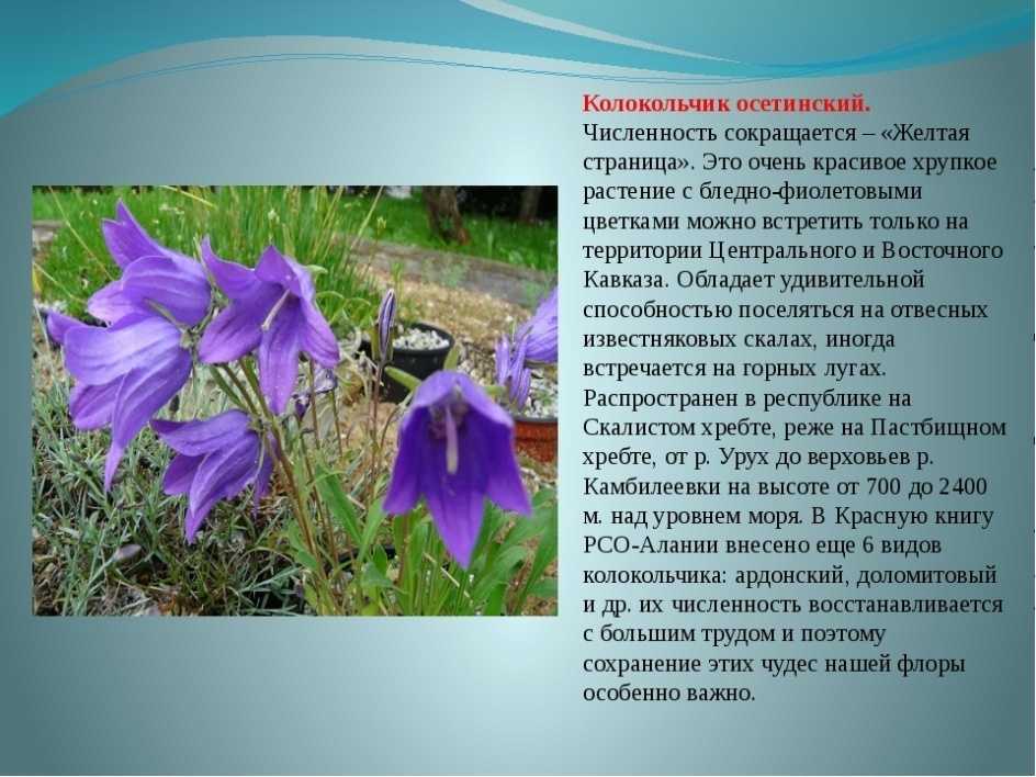 Флора и фауна алтайского края