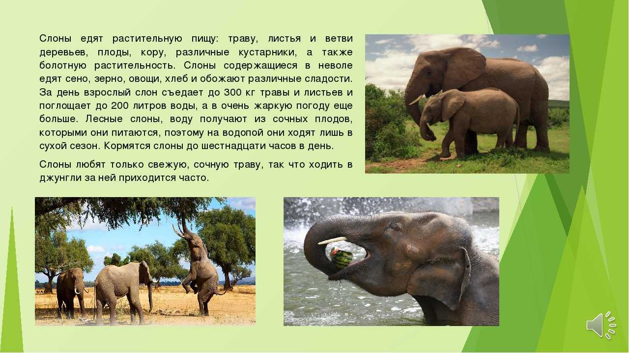ᐉ чем питаются слоны в природе? - zoomanji.ru