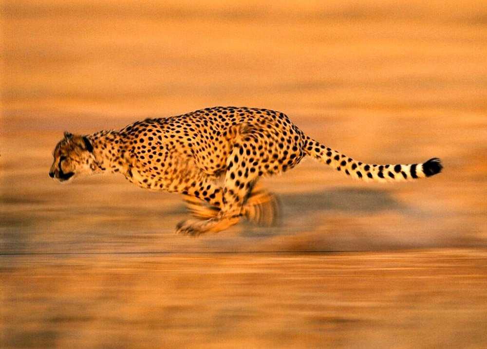 Самое быстрое животное в мире: топ 10 скоростных животных
