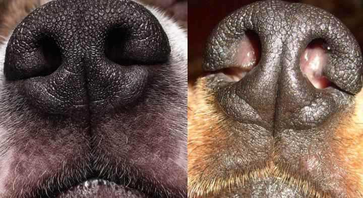 9 причин почему у собаки розовый нос