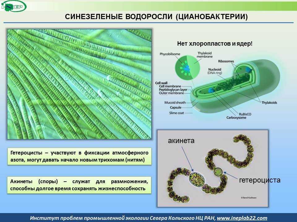 Водоросли являются организмами имеют. Синезеленые цианобактерии. Сине-зеленые водоросли цианобактерии строение. Строение клетки цианобактерий. Схема строения клетки цианобактерии.