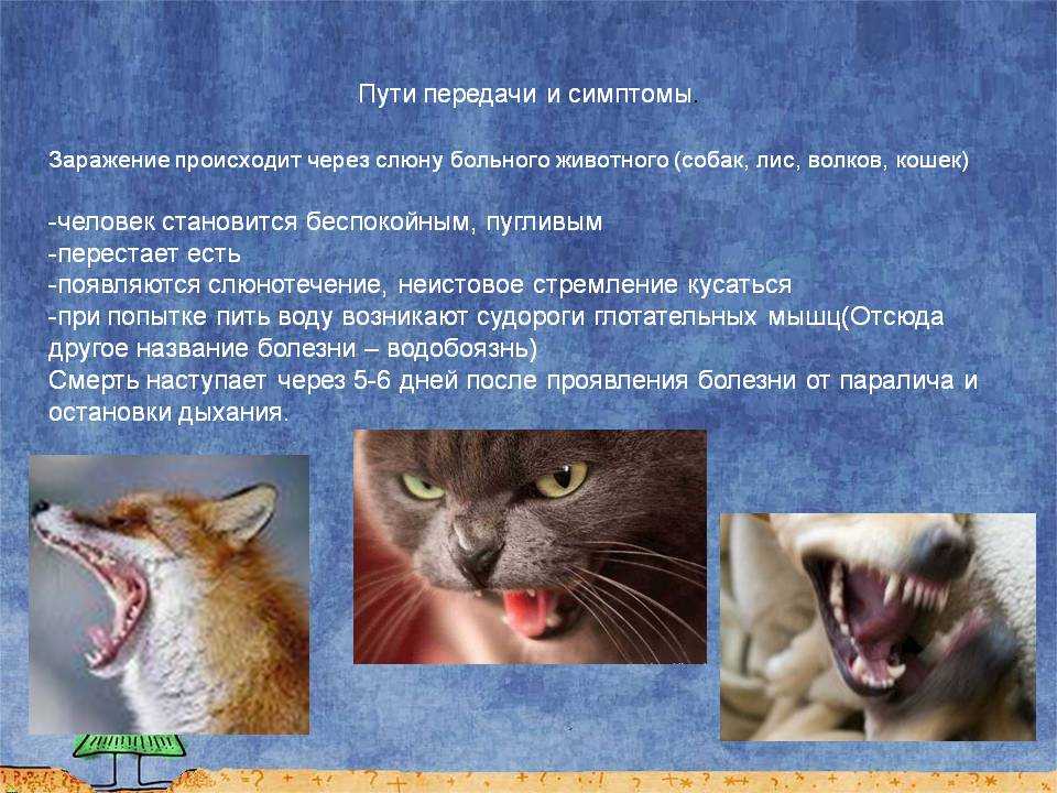 Гингивит у кошек: симптомы и лечение